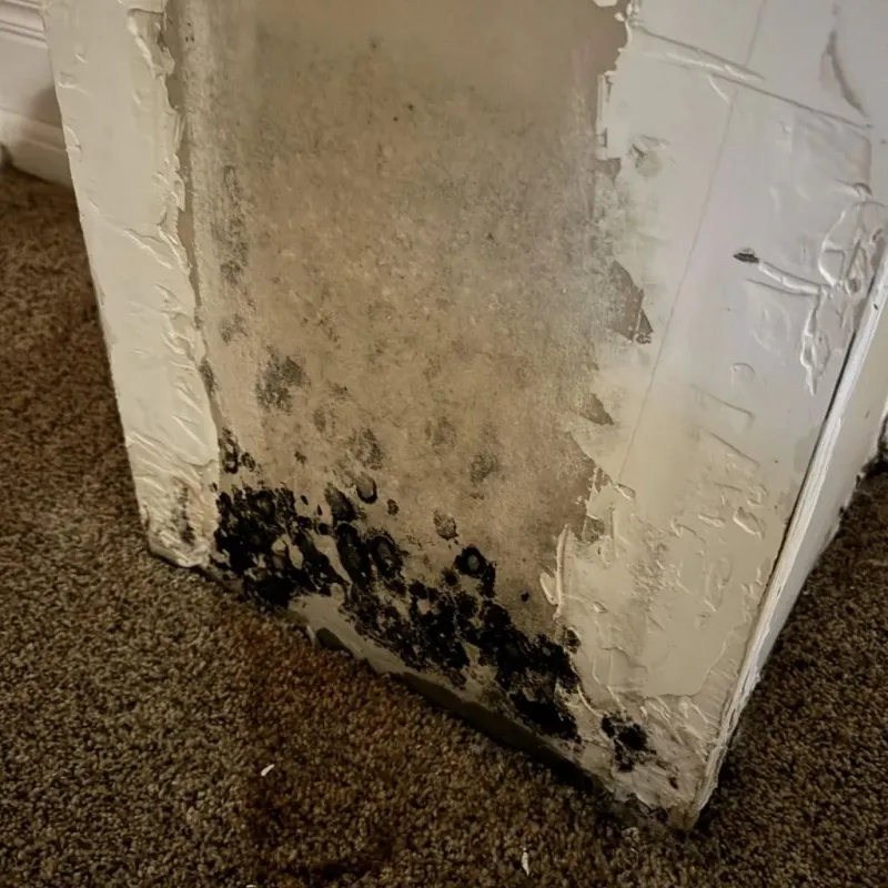 Professional Mold Removal in Chicago Heights, IL